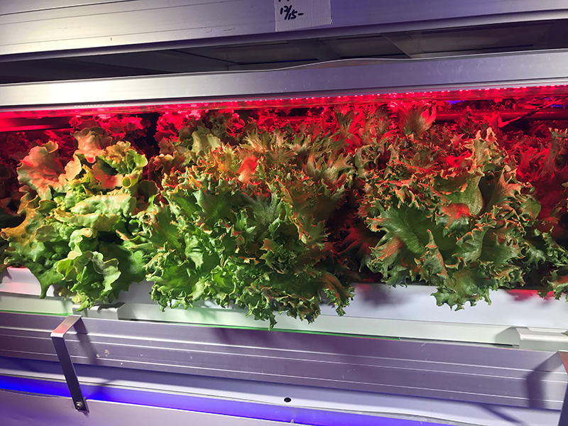 昭和电工株式会社 LED植物工厂单元